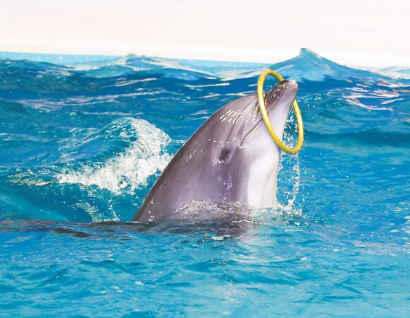 Dubai Dolphinarium